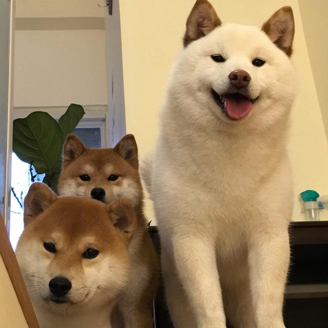 柴犬胖妹