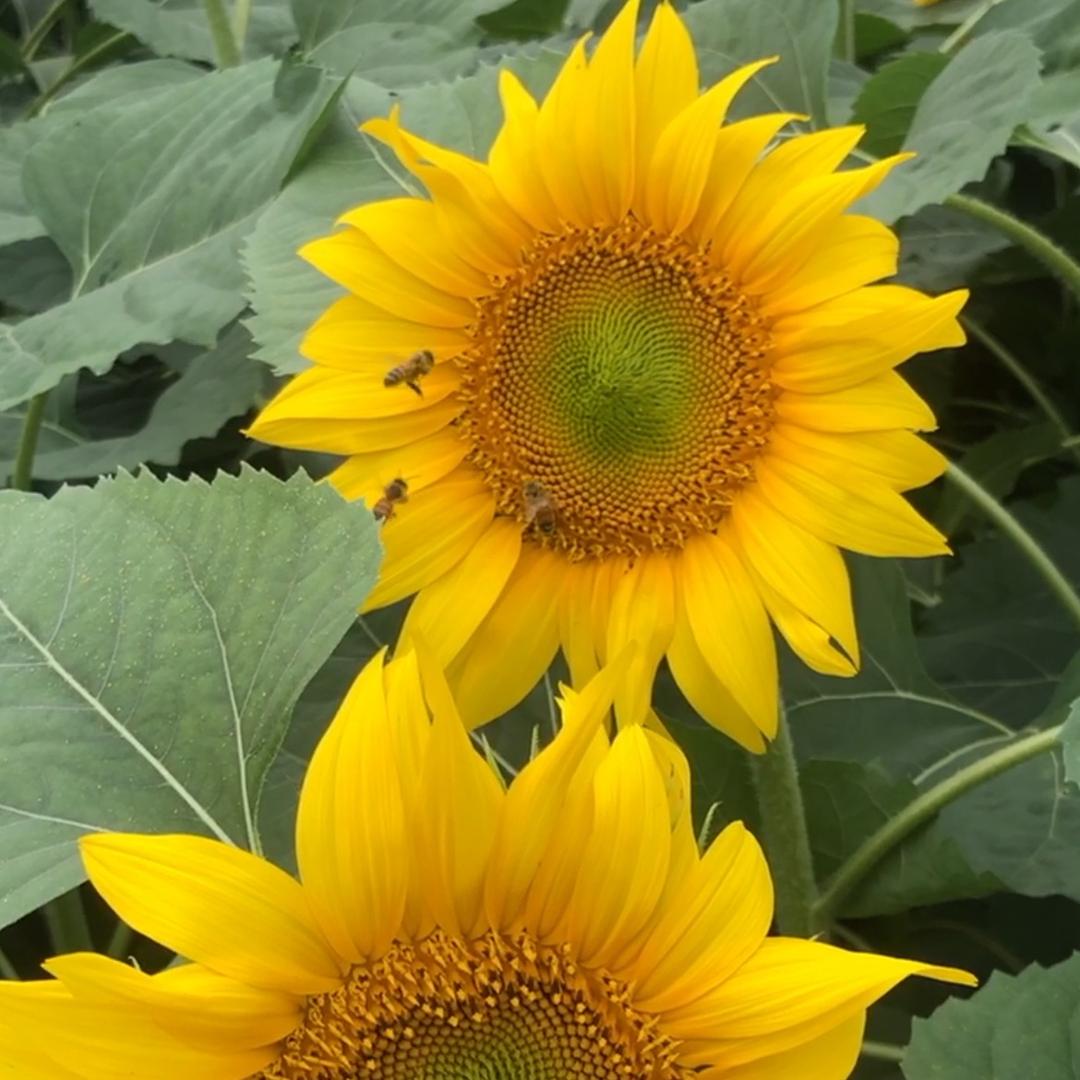 快乐的小老太太👵🏻