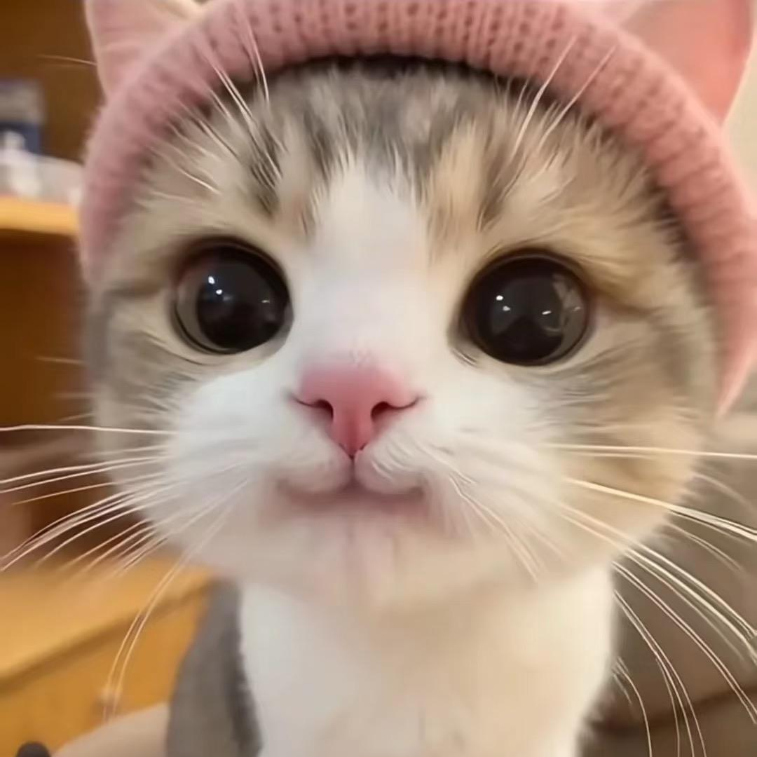 芊芊🦊toptwo我是toptwo的