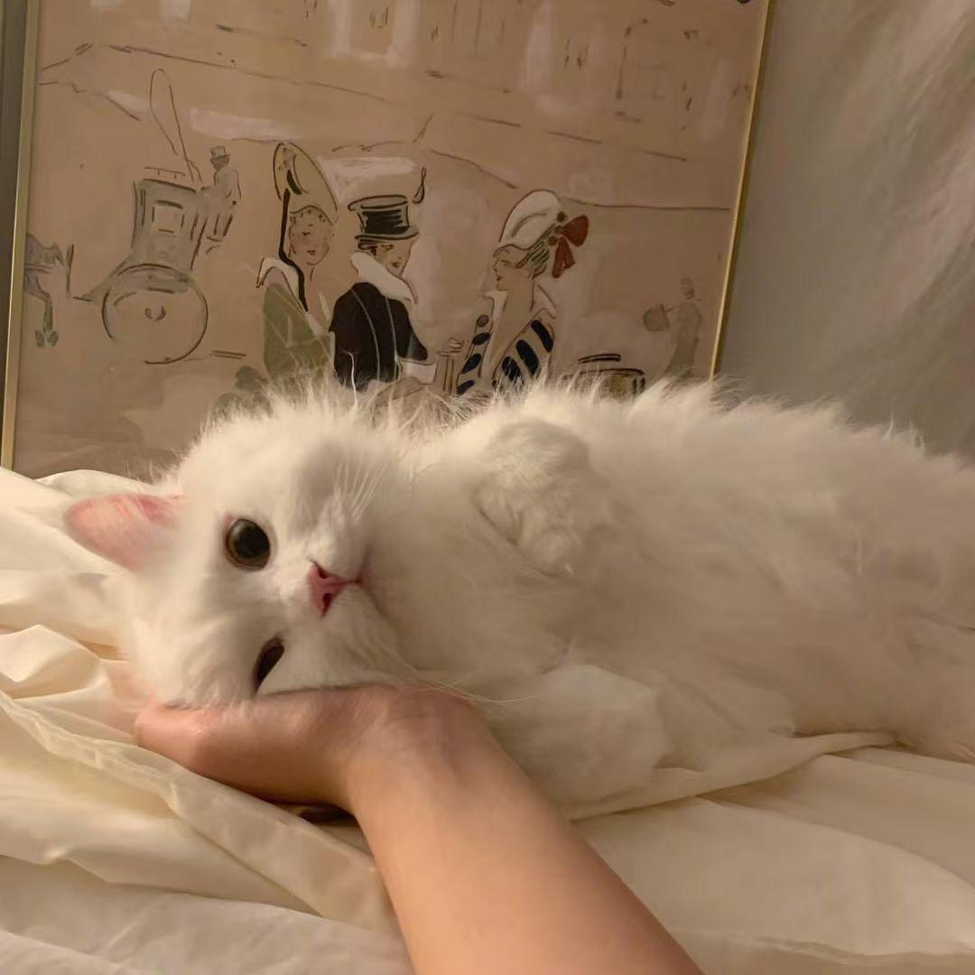 奶油啵～