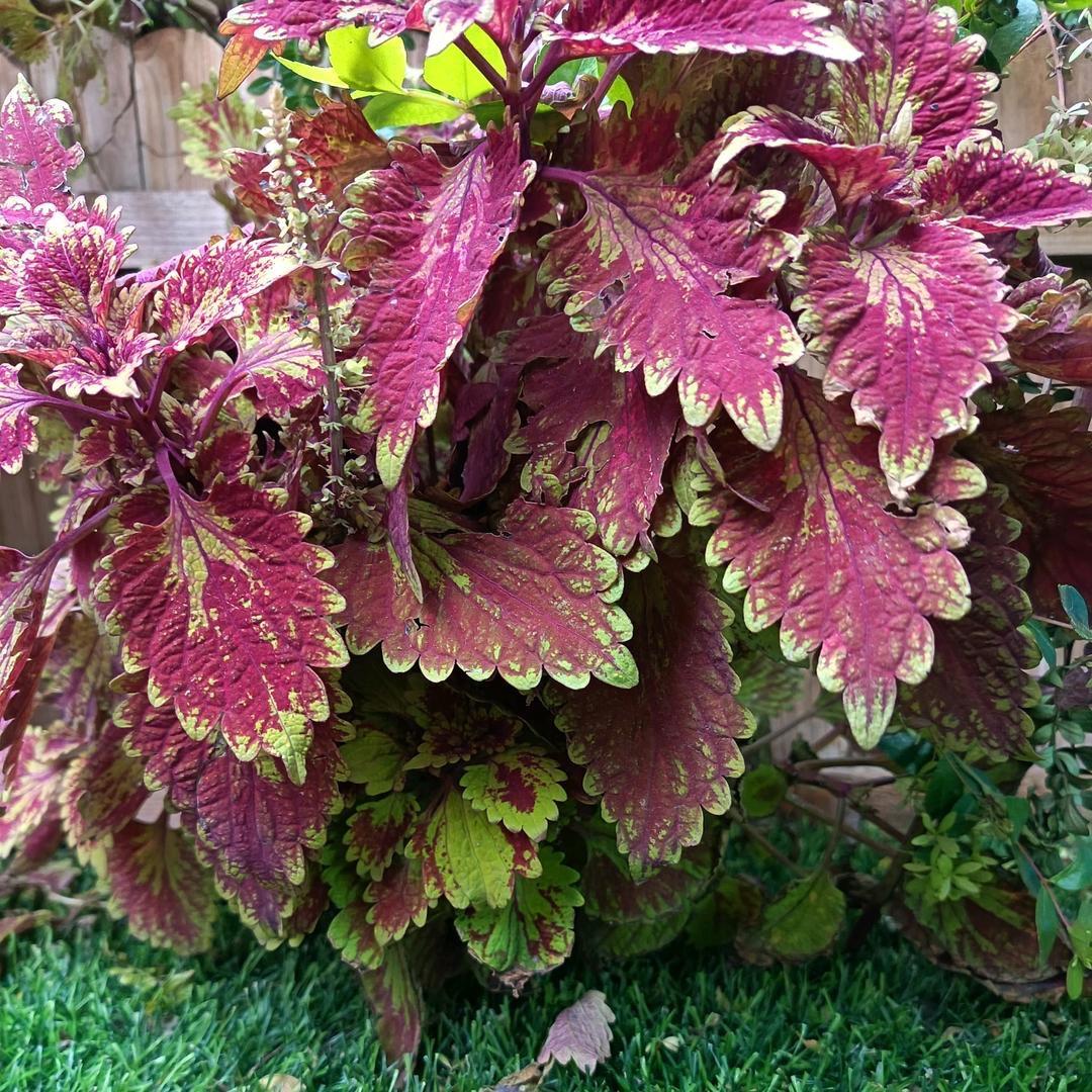 宛宛护肤工厂店