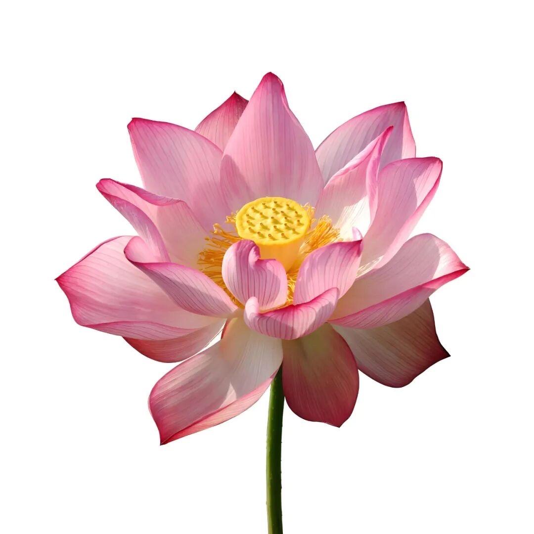 别欺负我家吉伊