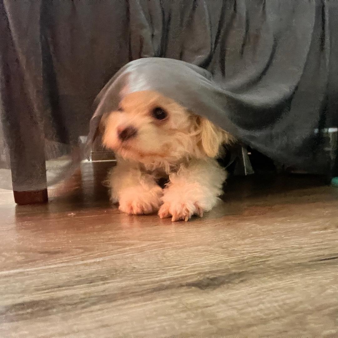 高级磁吸手机壳