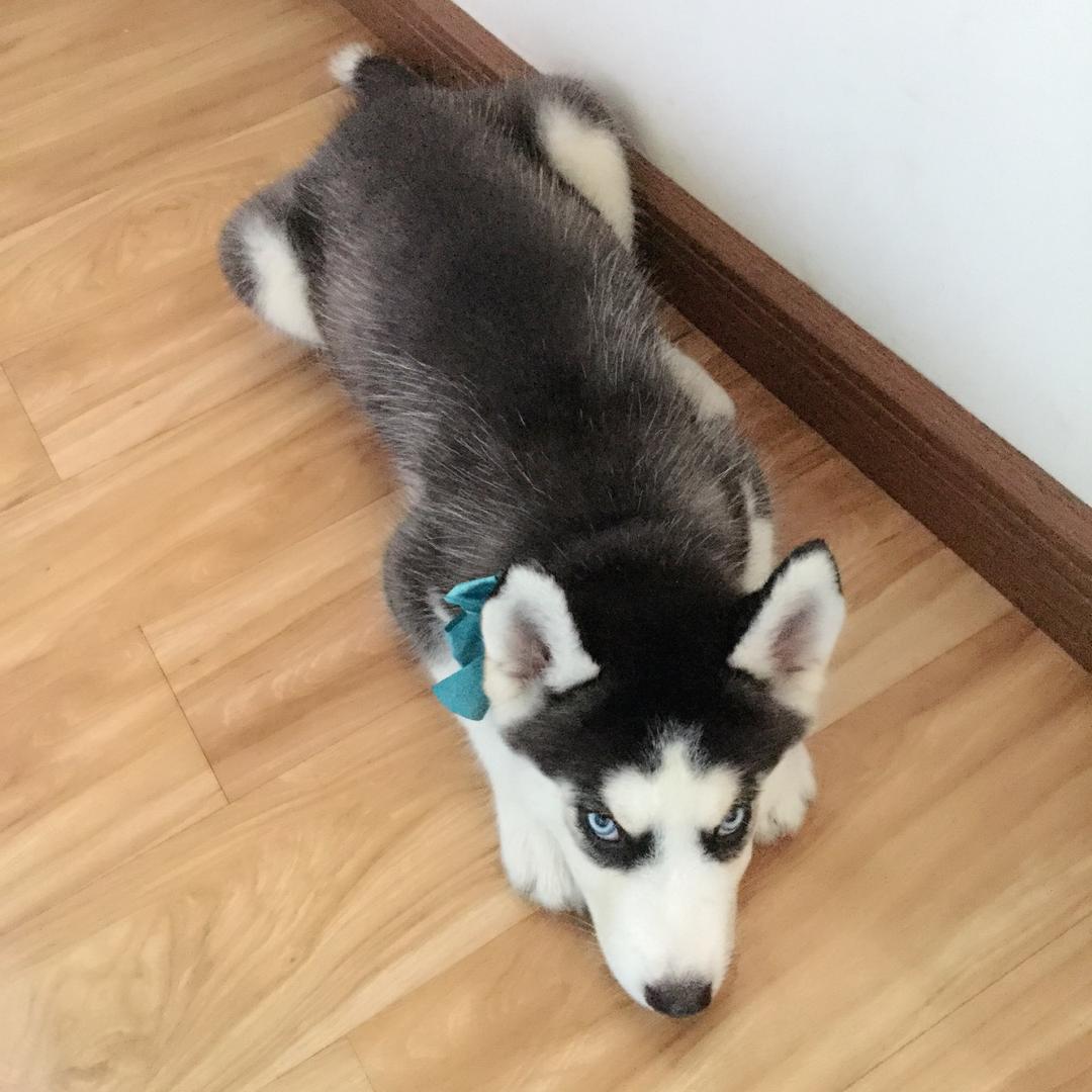 逗比二哈欢乐多