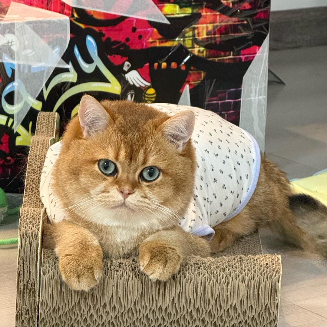 金富贵的百宝袋