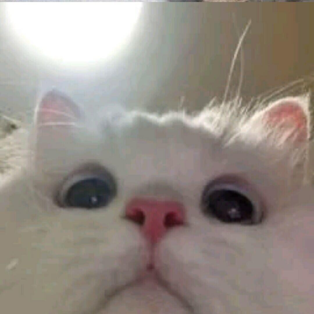 •ᴗ•