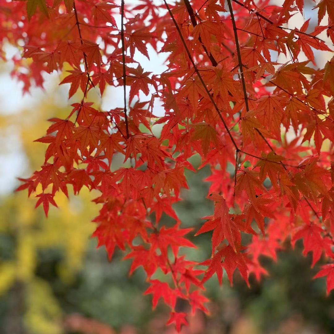 ꧁꫞꯭ 終チ簦刂li ꫞꧂