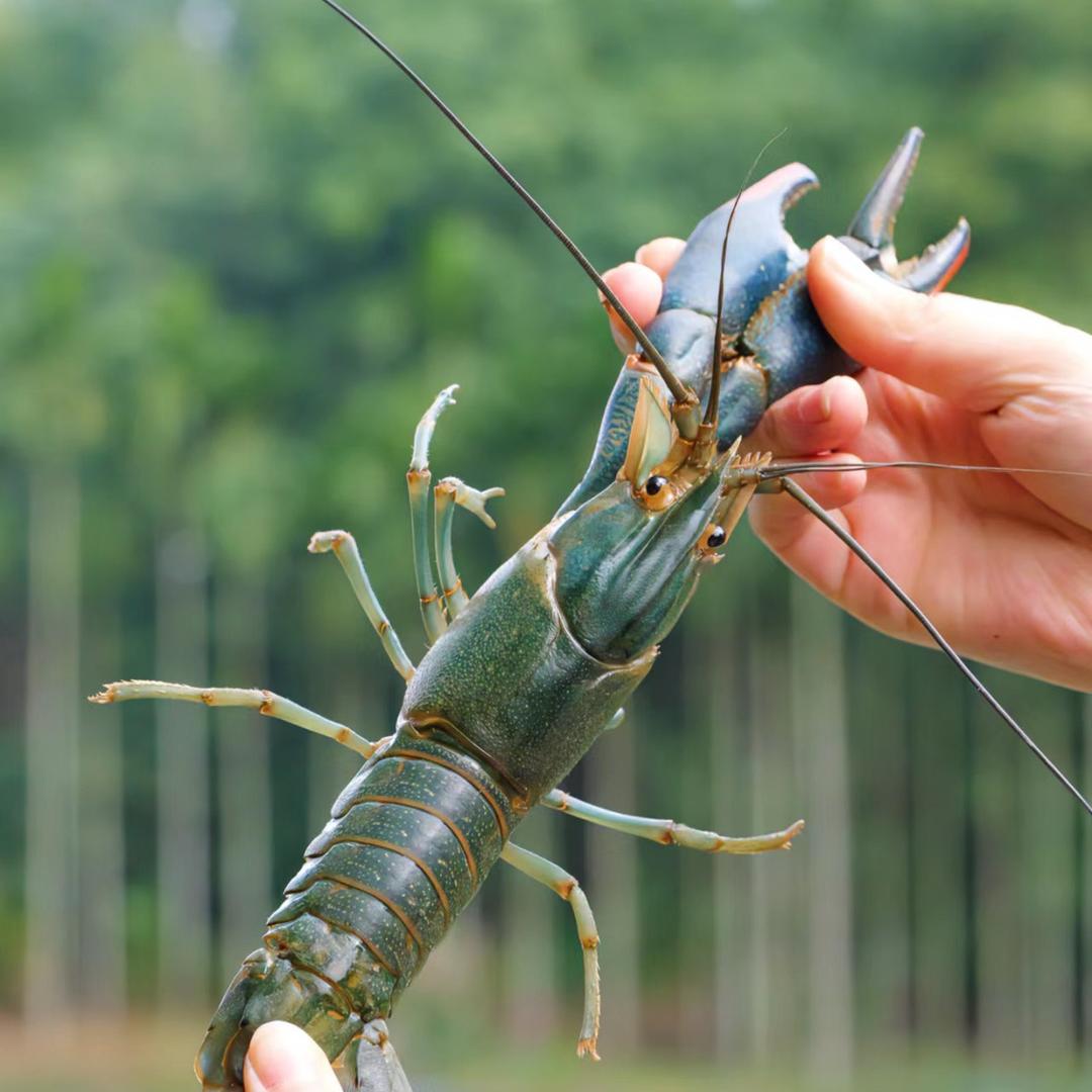 盖世豪虾·宠粉福利官