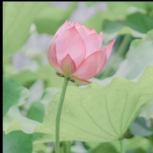 花开 （首播筹备中）