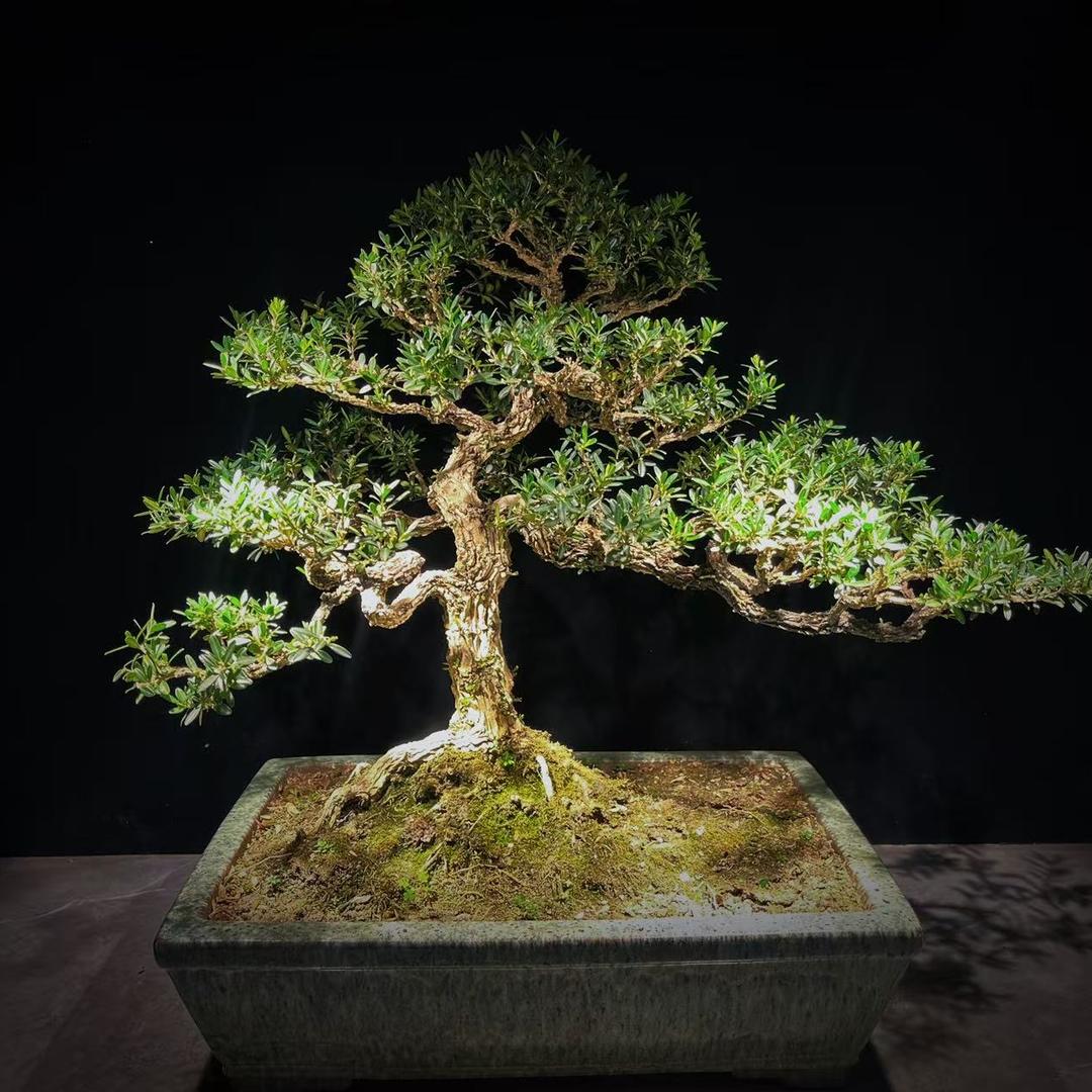繁花石景