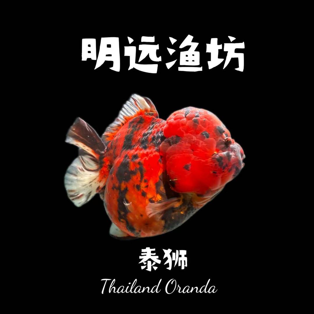 明远观赏鱼坊
