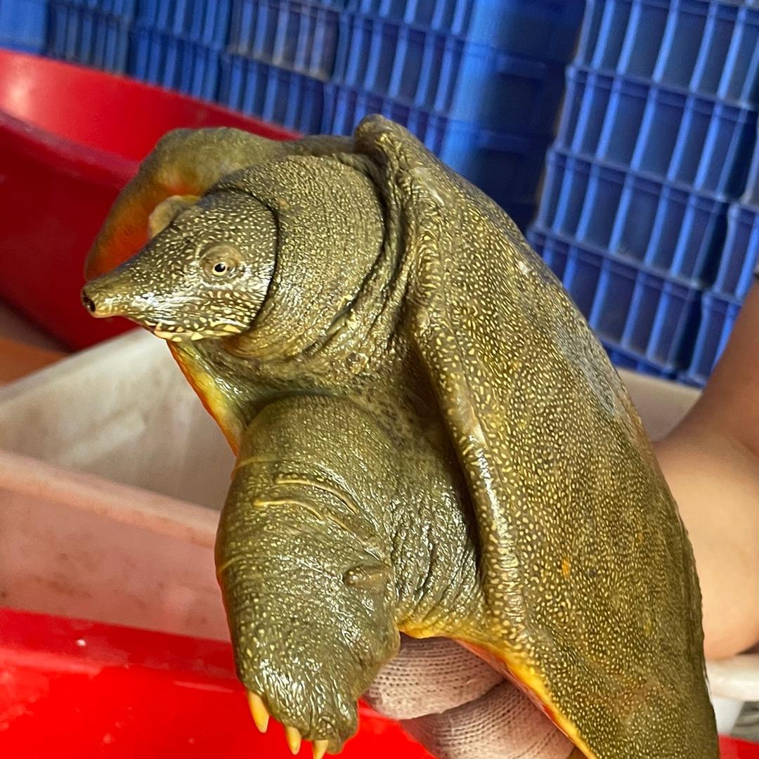 鑫运甲鱼生态养殖专业合作社