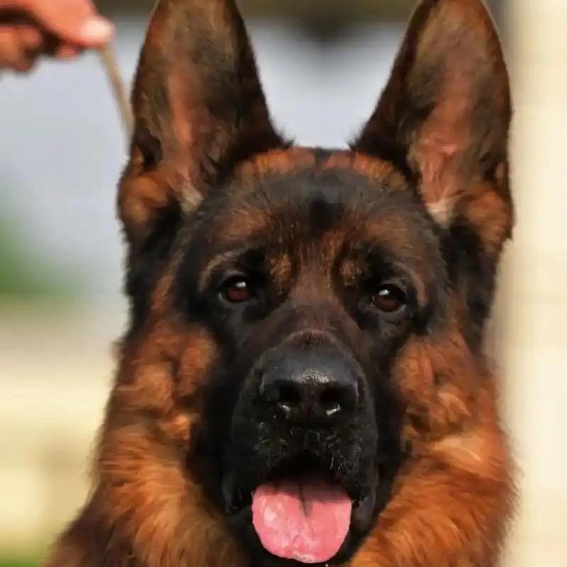 聿珩犬舍（德牧）（雪獒）