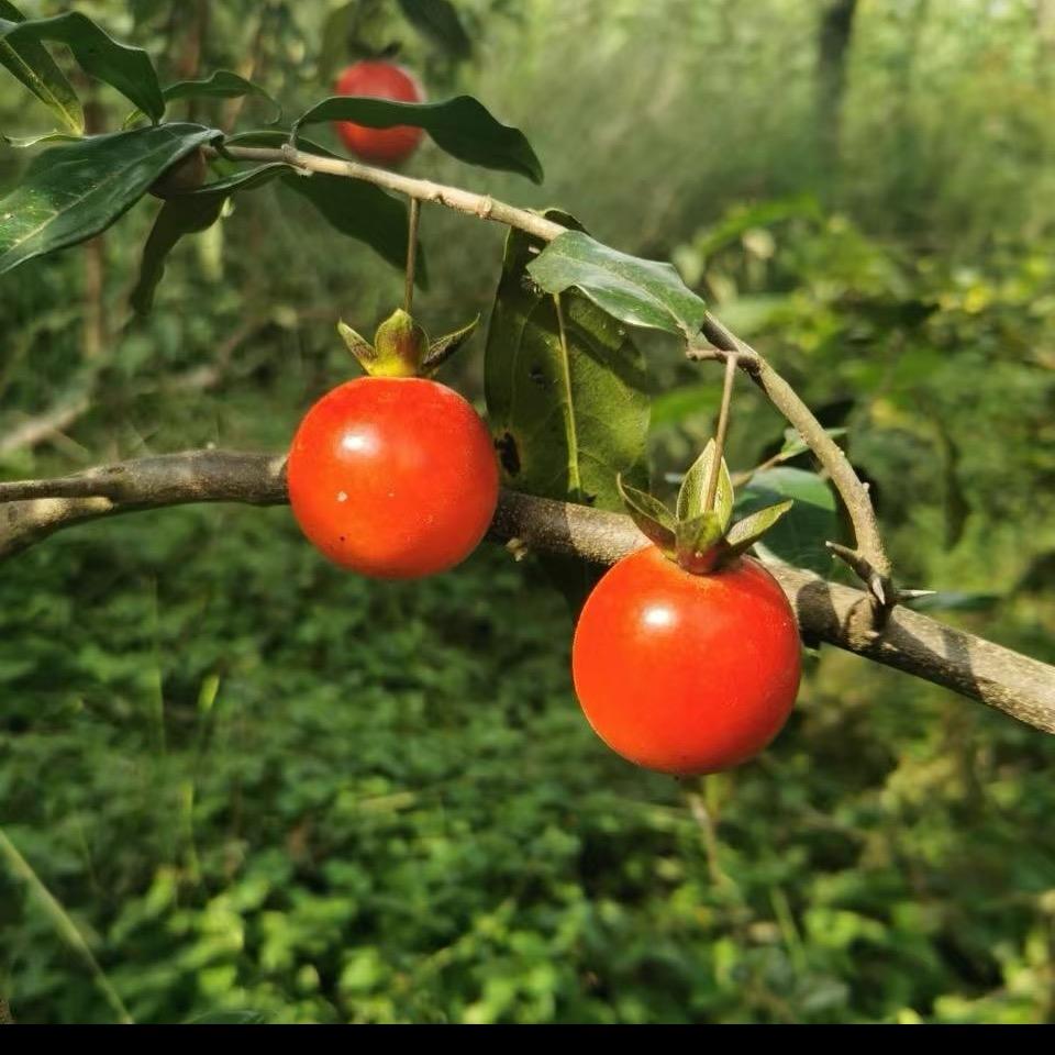峨眉山梓源金弹子
