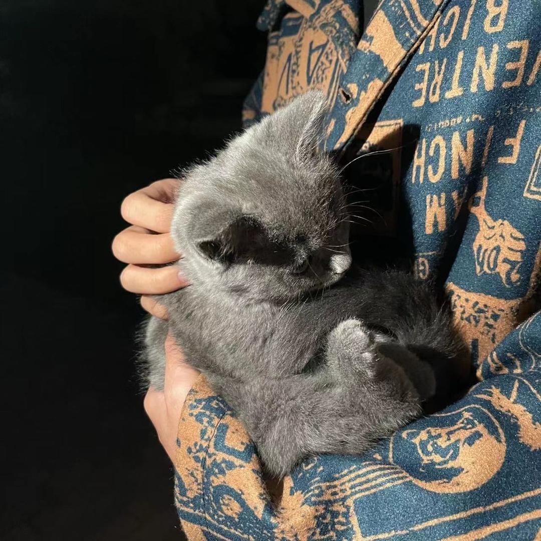 悲伤小哈嘛o