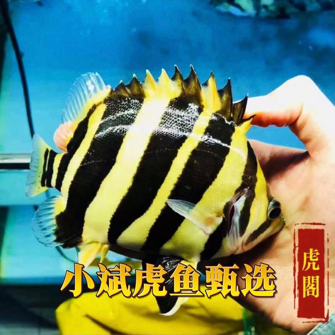 虎阁渔业授权直播号
