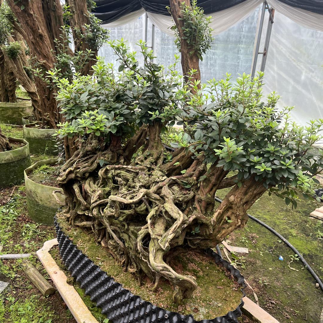 景致花木场