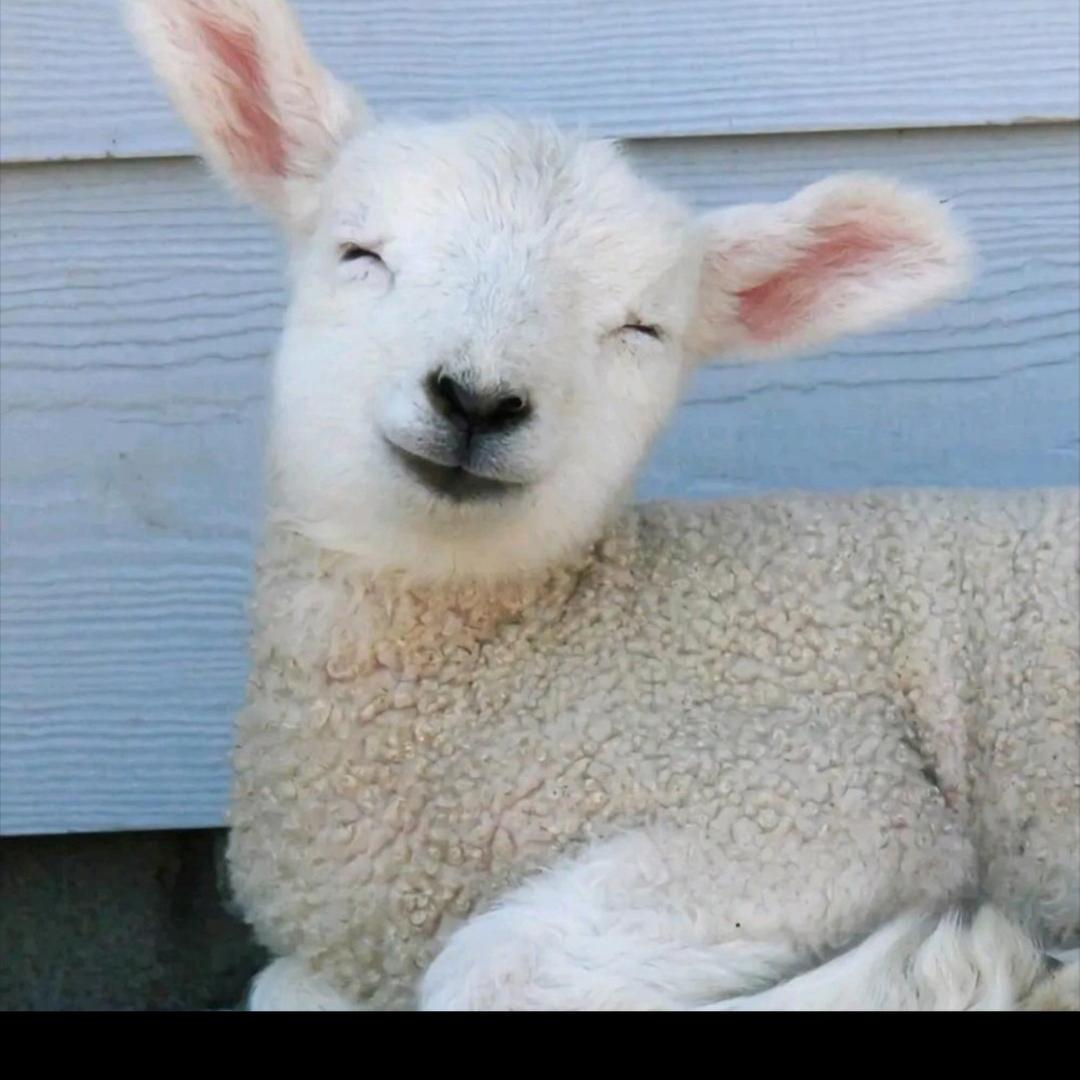 羊毛卷卷🐑