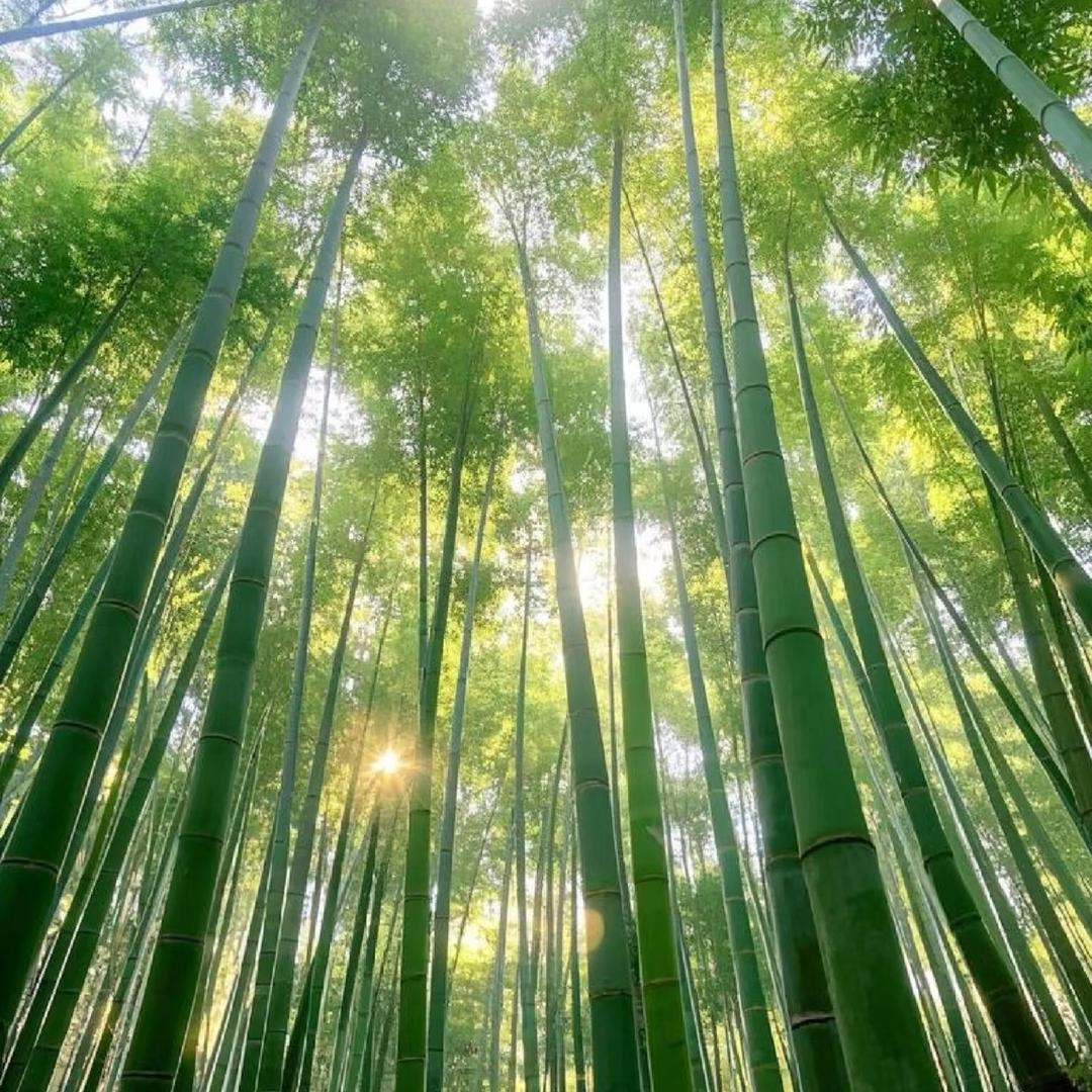 红安读者书城魏哥（魏谊明）