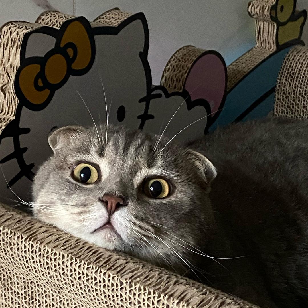 今天能多吃点吗