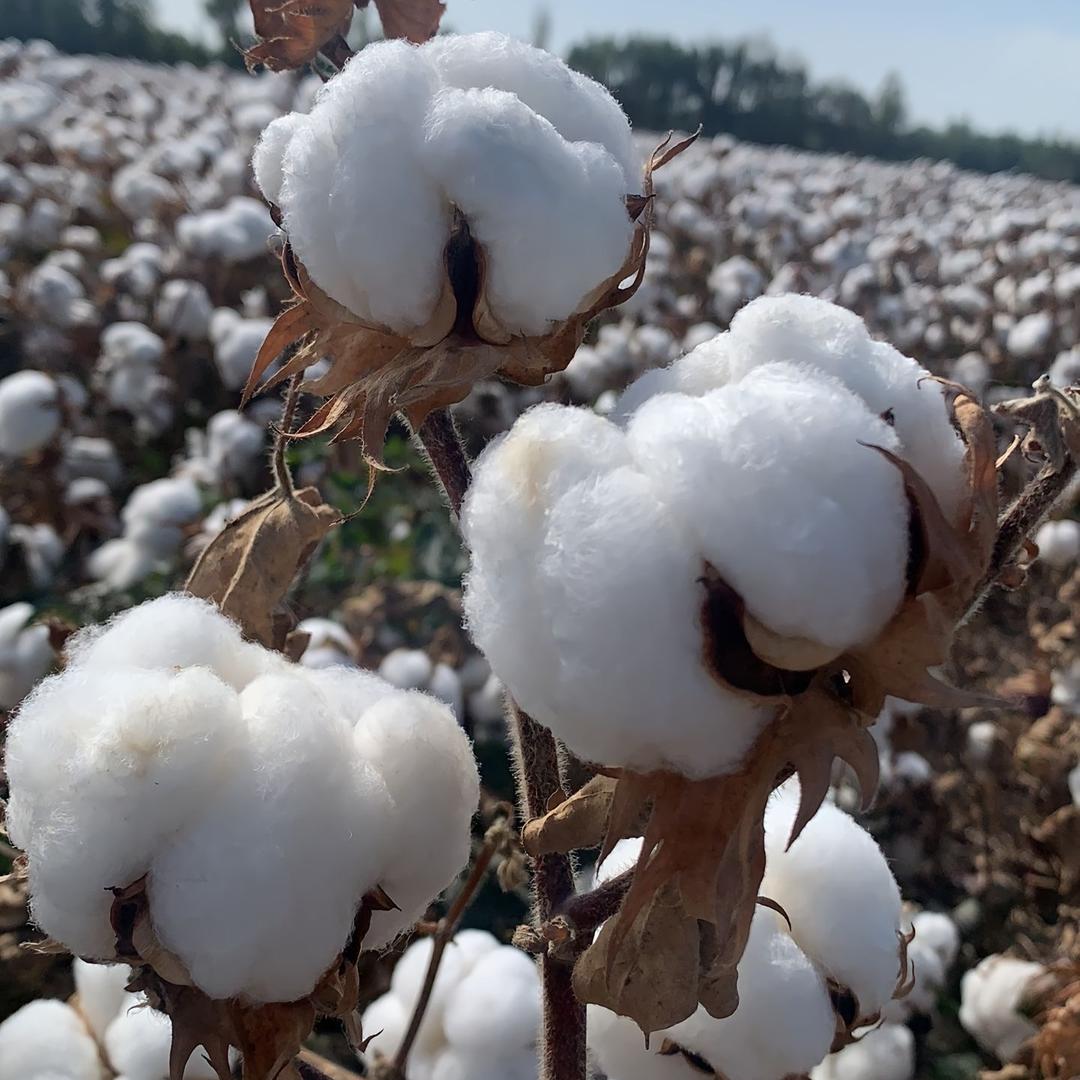松迈新疆棉花被厂直销