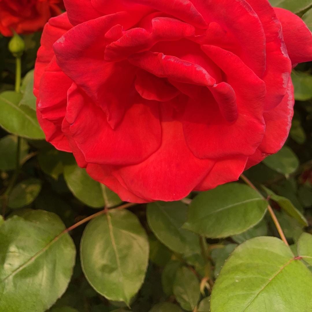 剪刀石头布123456