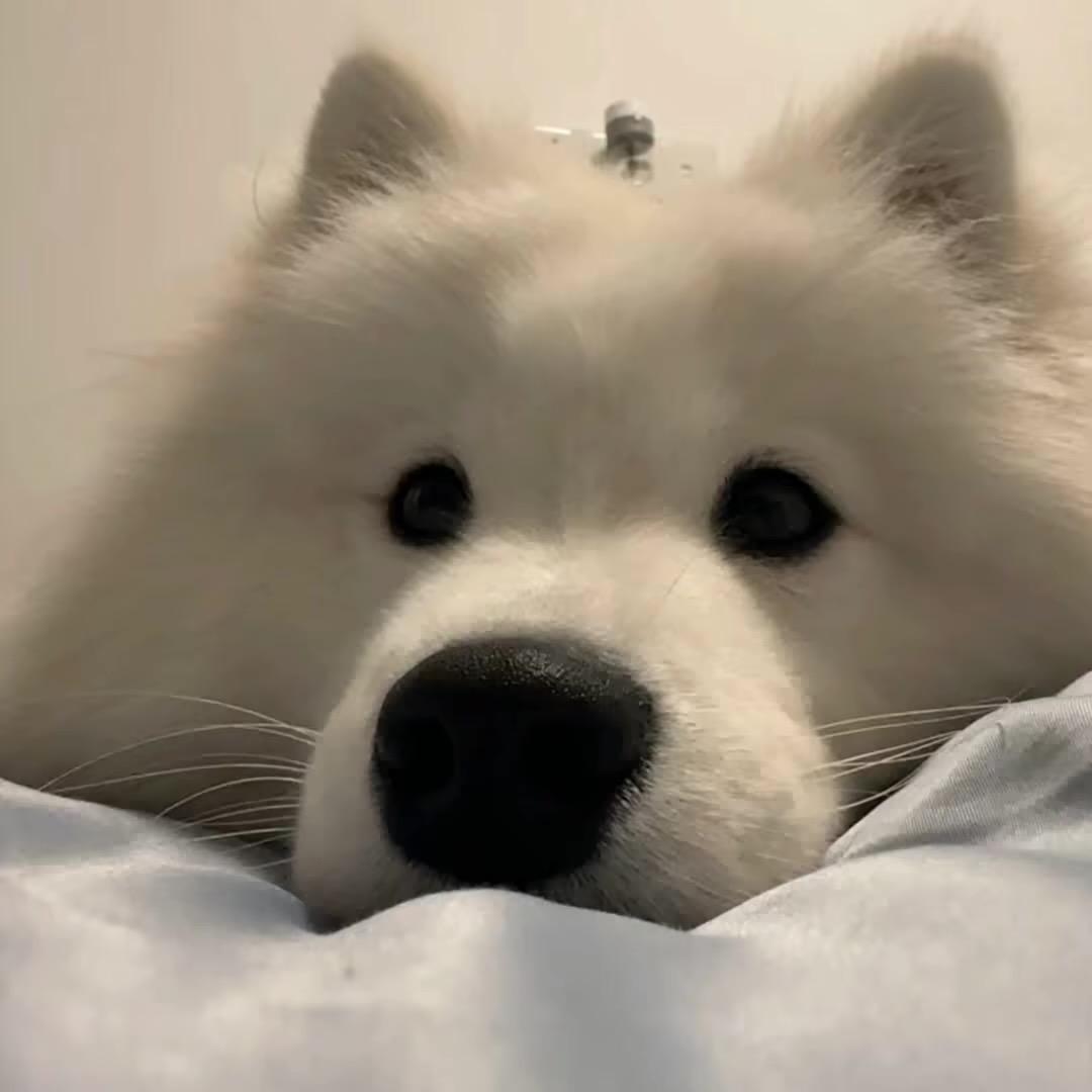 爹   .