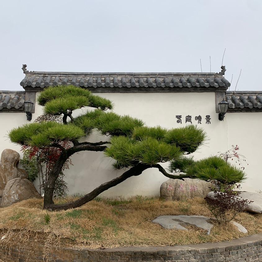春晓黑松园