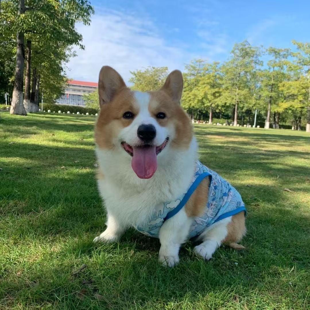 狗富贵