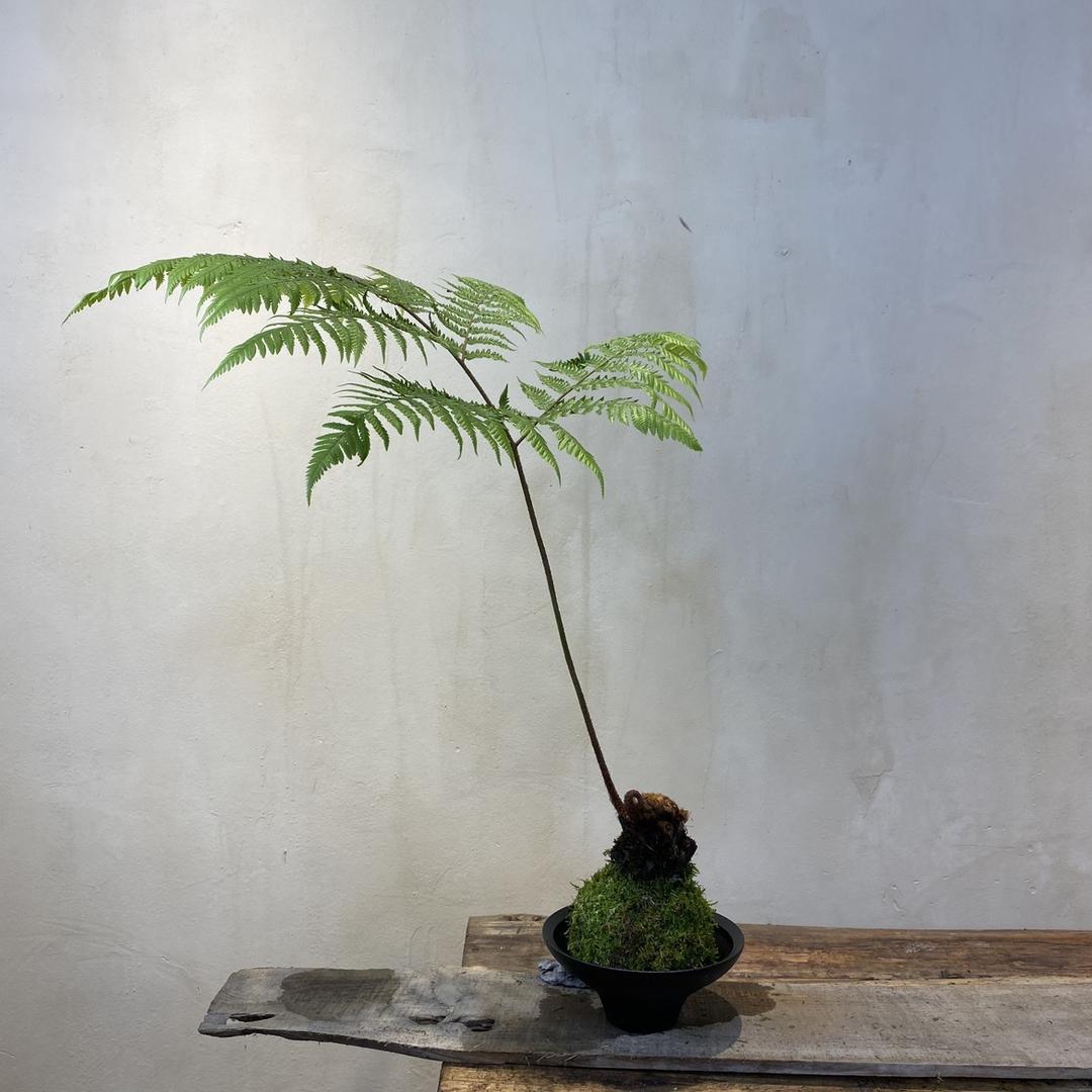 瘦子花卉