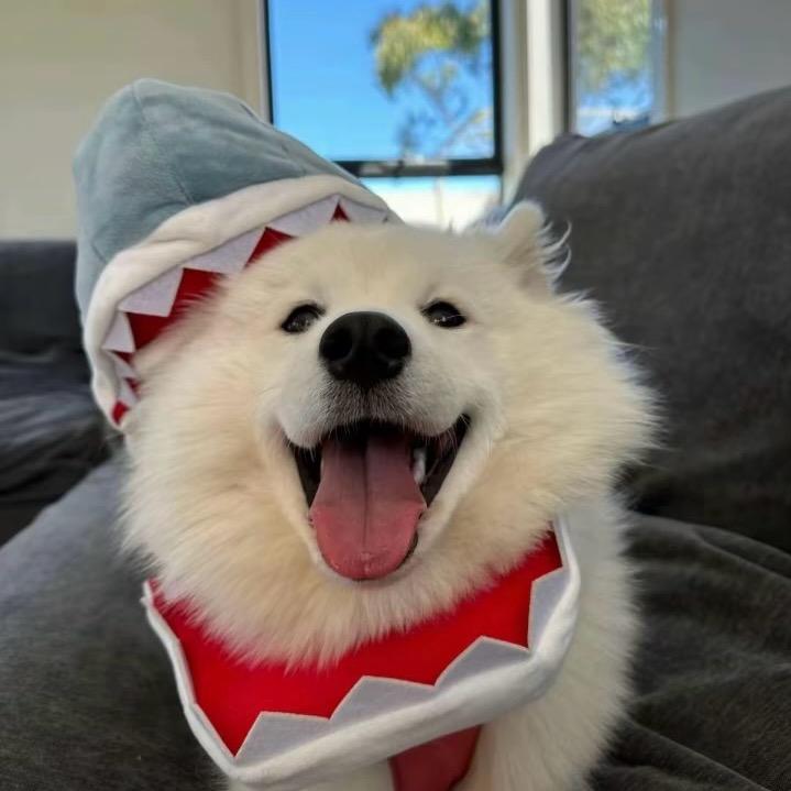 钦爱的小豆包.🍟