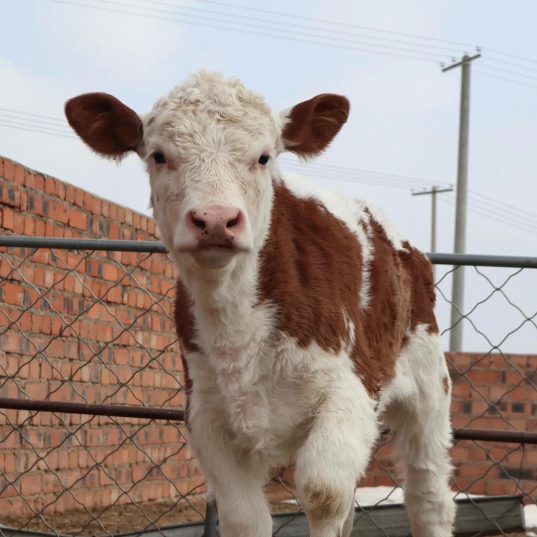 步步悟🐮贵在坚持