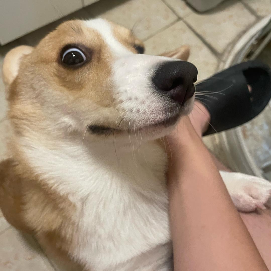 hhtyx