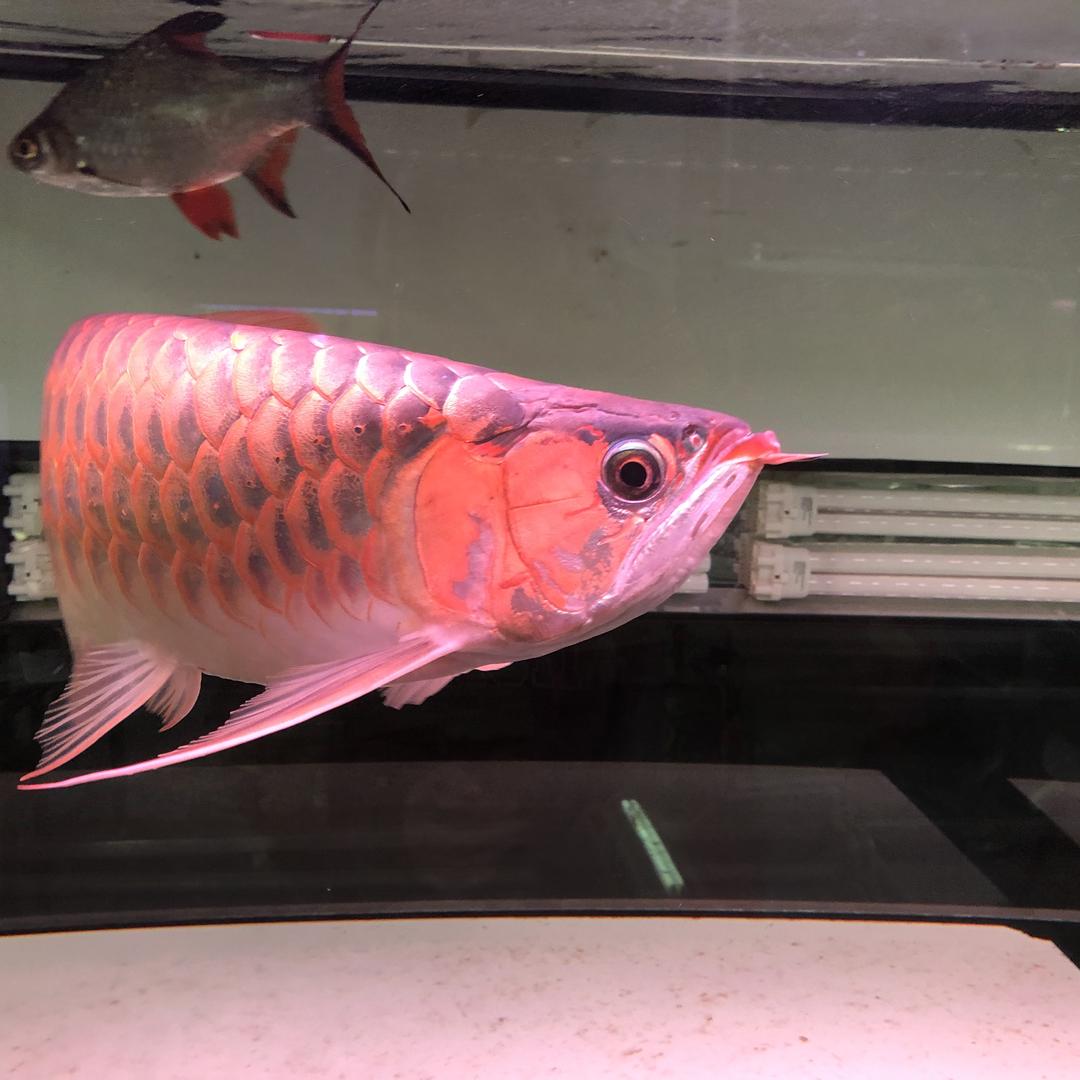 与龙共舞龙鱼部落