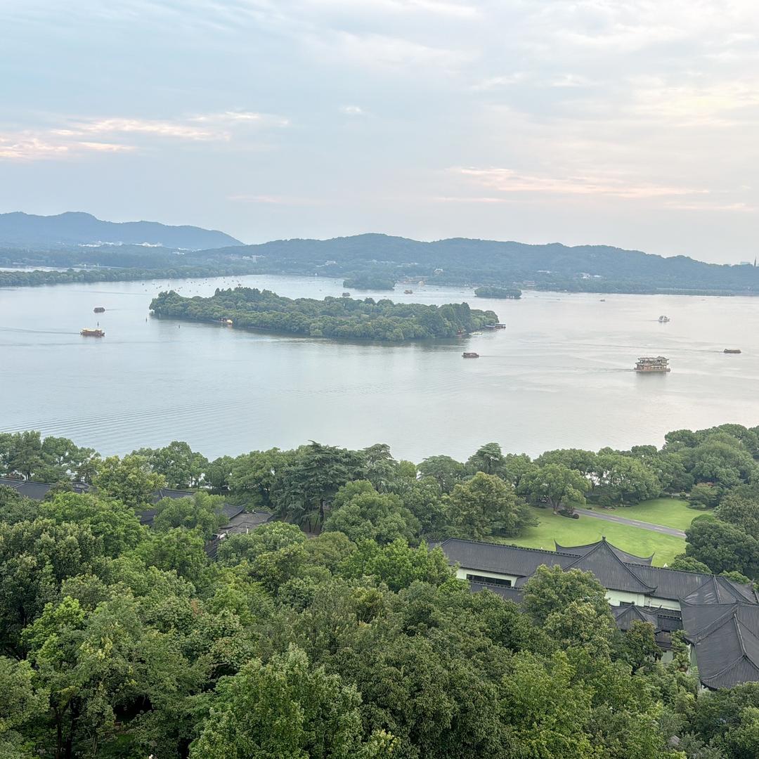 专业收大香杉树