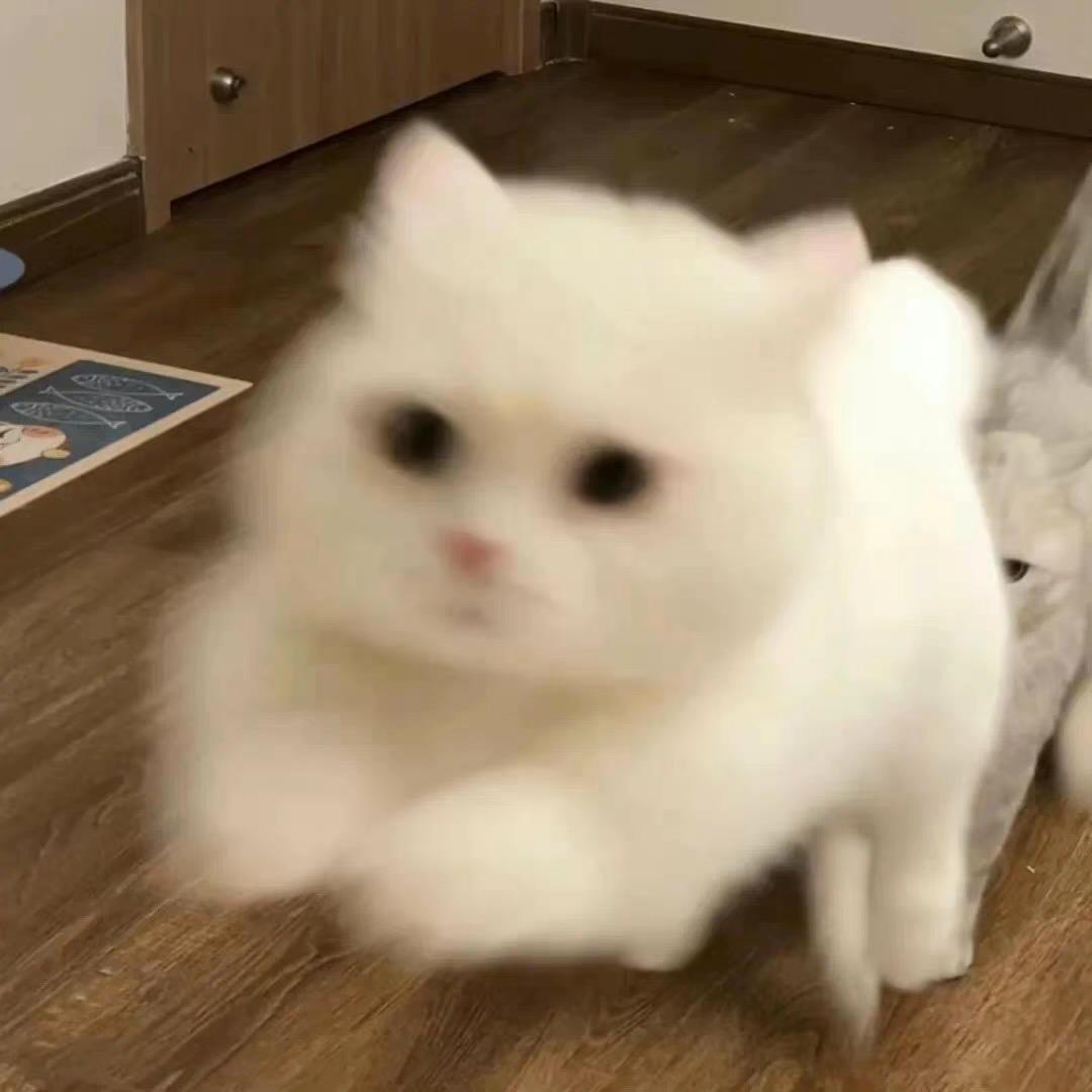 小猫星星