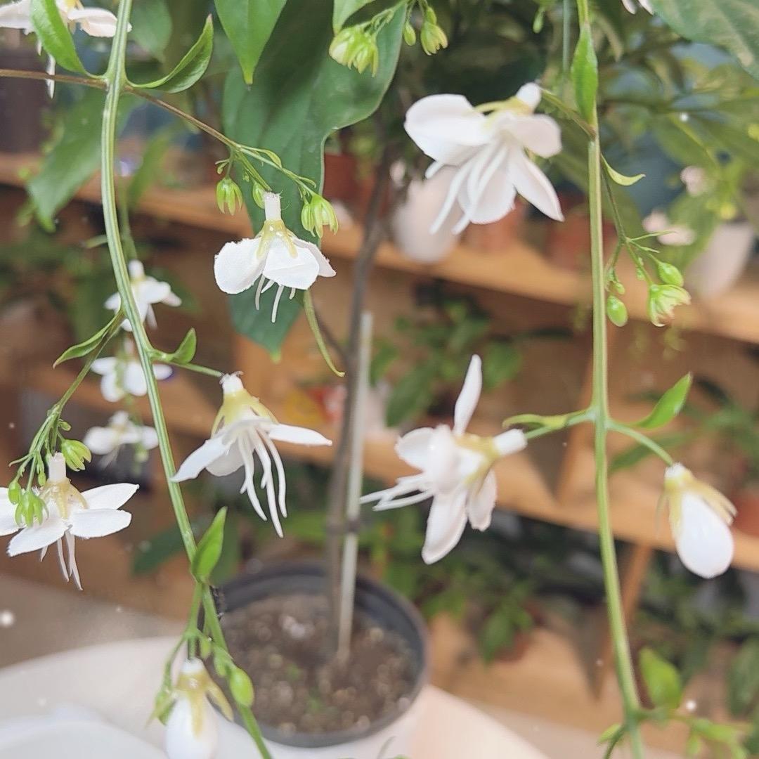 植物精选铺
