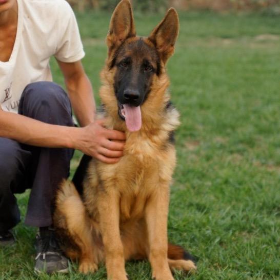 守卫犬德牧