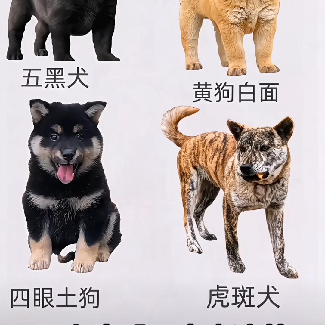 广西平南阿斌田园犬