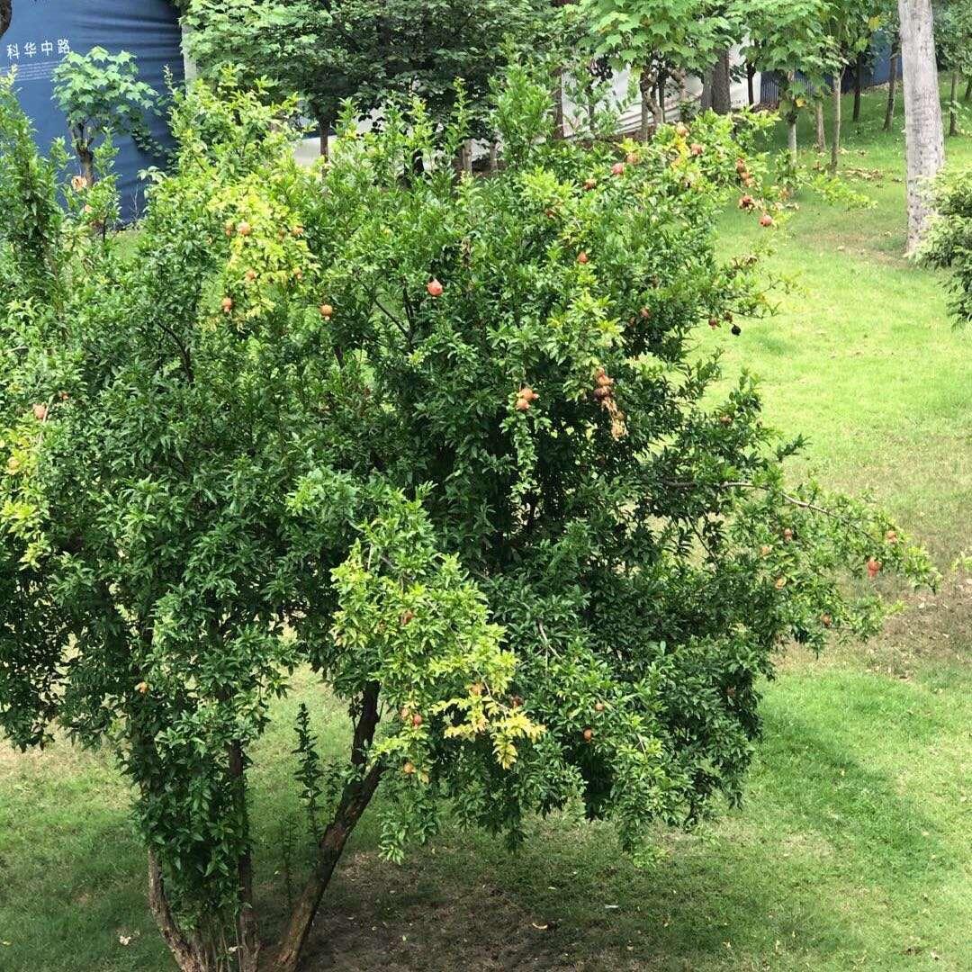 蓉城