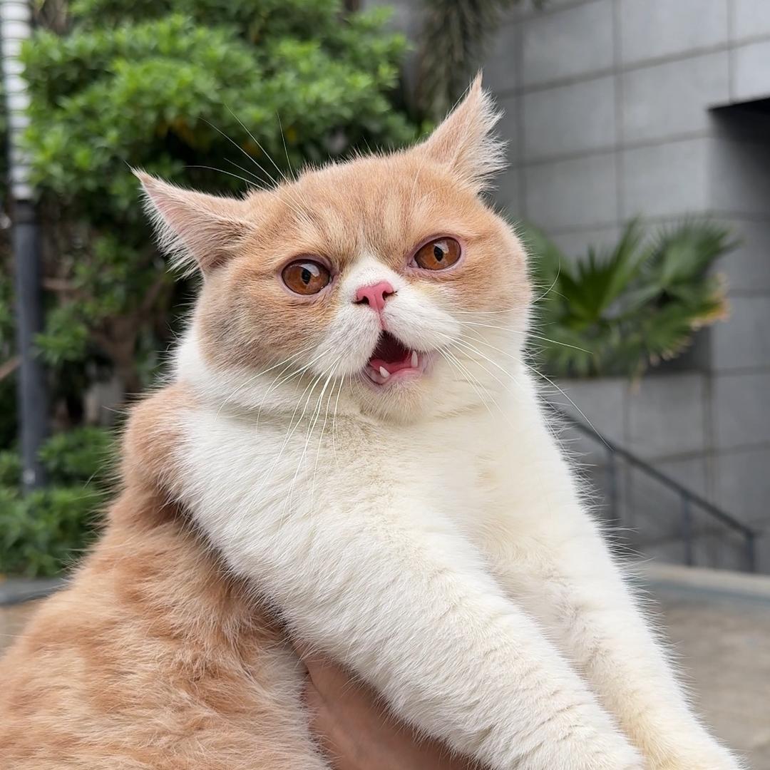 胖墩是只猫
