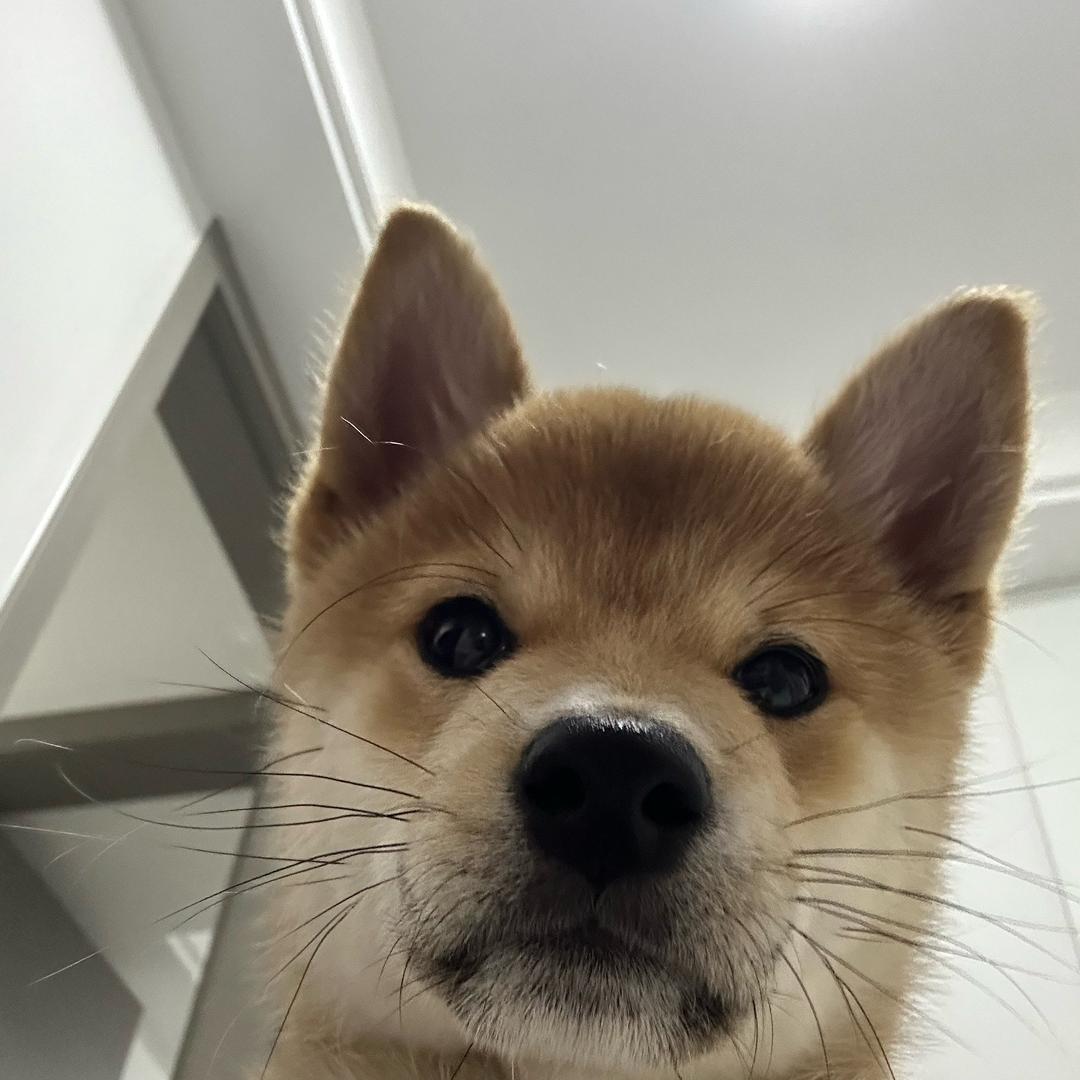 董春哥的幸福生活