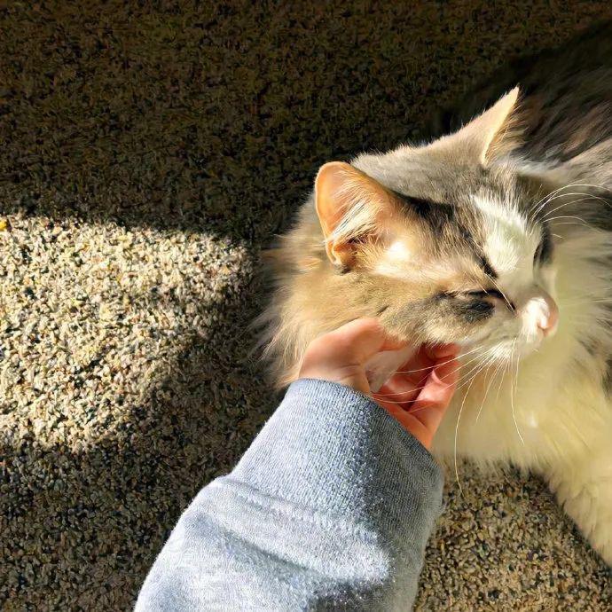 -Koi 九月ᥫᩣᥫᩣ