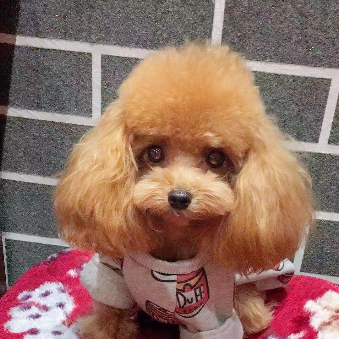 宠爱  日记