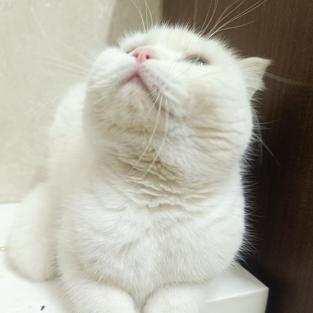 书房里的猫馆主
