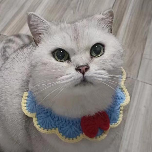不吃猫的鱼啊喂