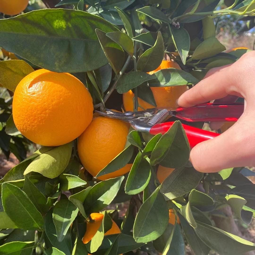 A赣南脐橙果园邓晓坚