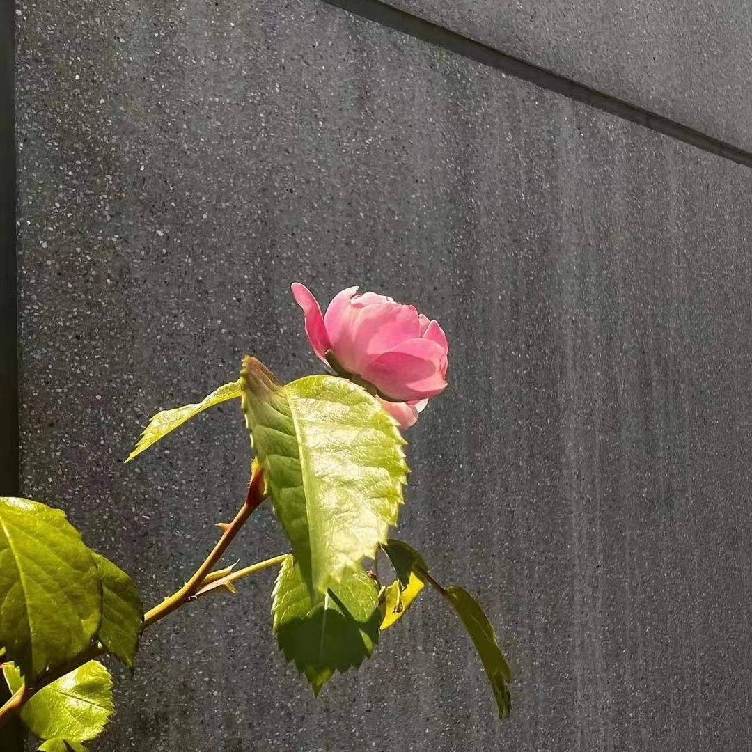 茄子配芹菜