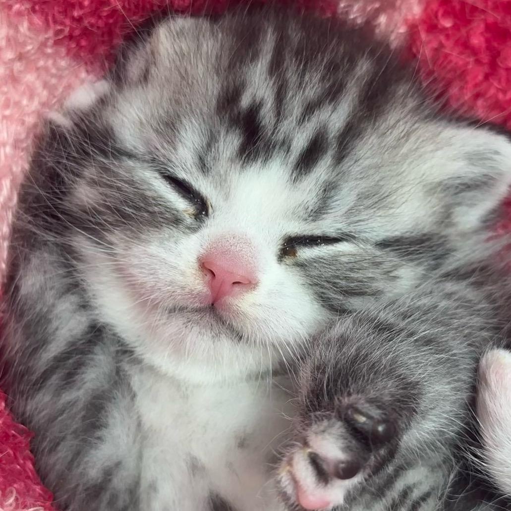 美短之家(猫舍)