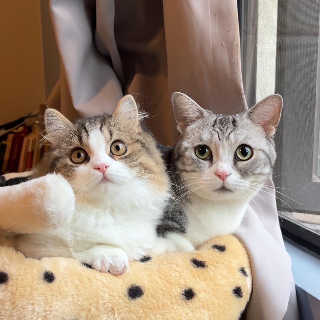 花臂妹妹小小琦